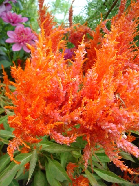 Celosia argentea var.plumosa 'Apricot Brandy'